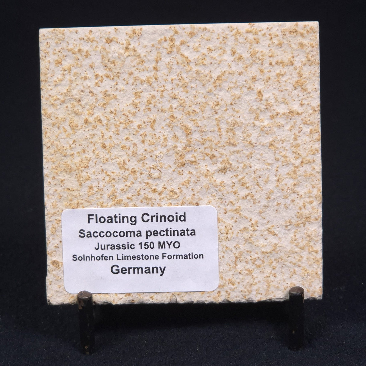 FLOATING CRINOID FOSSIL SACCOCOMA PECTINATA, Jurassic, Germany XFC001