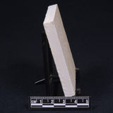 FLOATING CRINOID FOSSIL SACCOCOMA PECTINATA, Jurassic, Germany XFC001