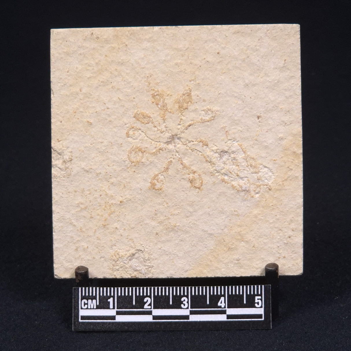 FLOATING CRINOID FOSSIL SACCOCOMA PECTINATA, Jurassic, Germany XFC002