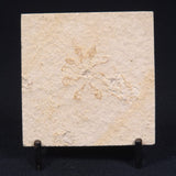 FLOATING CRINOID FOSSIL SACCOCOMA PECTINATA, Jurassic, Germany XFC002