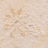 FLOATING CRINOID FOSSIL SACCOCOMA PECTINATA, Jurassic, Germany XFC002