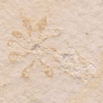 FLOATING CRINOID FOSSIL SACCOCOMA PECTINATA, Jurassic, Germany XFC002