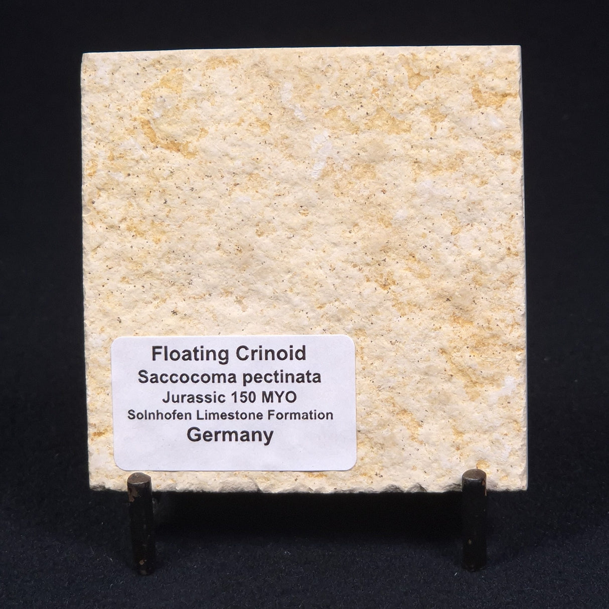 FLOATING CRINOID FOSSIL SACCOCOMA PECTINATA, Jurassic, Germany XFC002