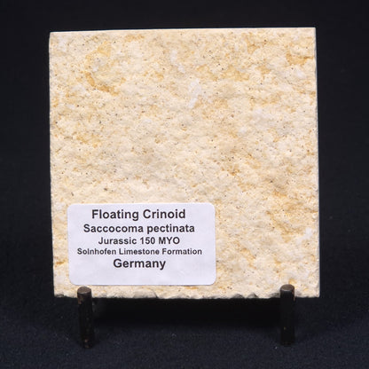 FLOATING CRINOID FOSSIL SACCOCOMA PECTINATA, Jurassic, Germany XFC002