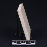 FLOATING CRINOID FOSSIL SACCOCOMA PECTINATA, Jurassic, Germany XFC002