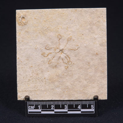FLOATING CRINOID FOSSIL SACCOCOMA PECTINATA, Jurassic, Germany XFC003