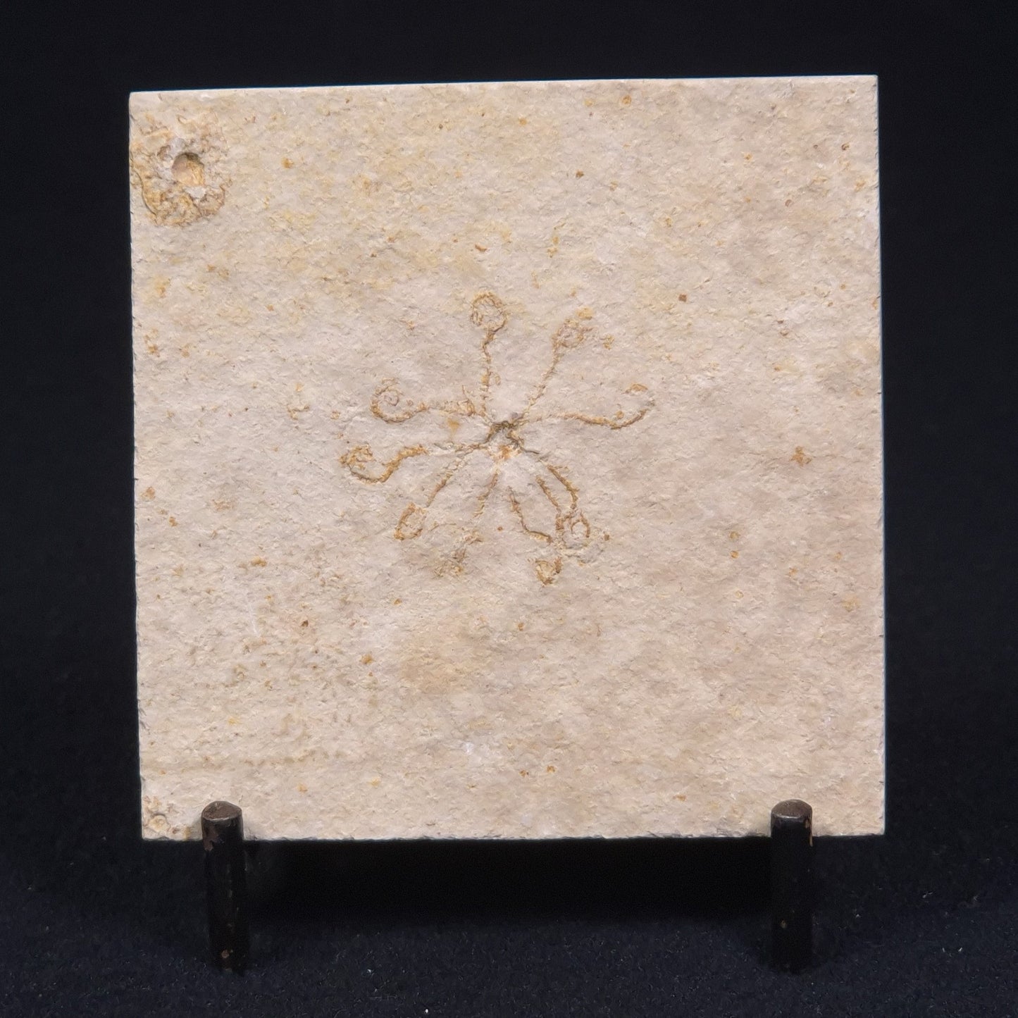 FLOATING CRINOID FOSSIL SACCOCOMA PECTINATA, Jurassic, Germany XFC003