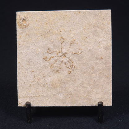 FLOATING CRINOID FOSSIL SACCOCOMA PECTINATA, Jurassic, Germany XFC003