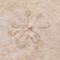 FLOATING CRINOID FOSSIL SACCOCOMA PECTINATA, Jurassic, Germany XFC003