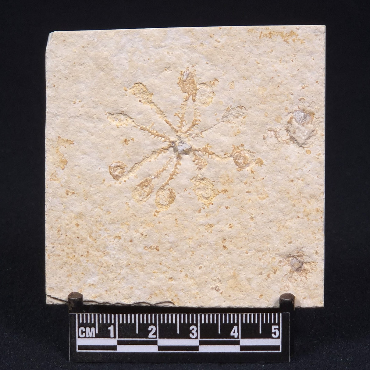 FLOATING CRINOID FOSSIL SACCOCOMA PECTINATA, Jurassic, Germany XFC004