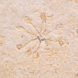 FLOATING CRINOID FOSSIL SACCOCOMA PECTINATA, Jurassic, Germany XFC004