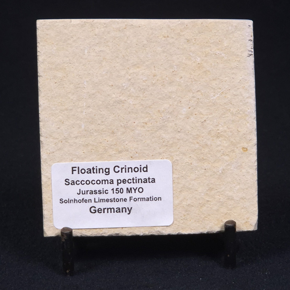 FLOATING CRINOID FOSSIL SACCOCOMA PECTINATA, Jurassic, Germany XFC004