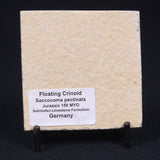 FLOATING CRINOID FOSSIL SACCOCOMA PECTINATA, Jurassic, Germany XFC004