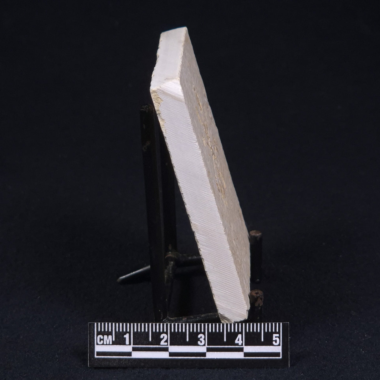 FLOATING CRINOID FOSSIL SACCOCOMA PECTINATA, Jurassic, Germany XFC004