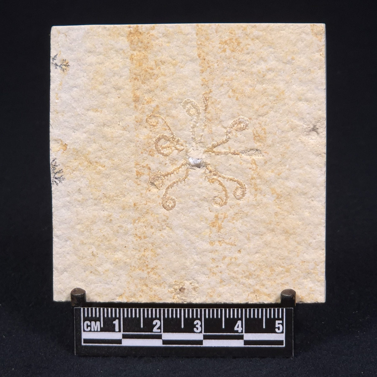 FLOATING CRINOID FOSSIL SACCOCOMA PECTINATA, Jurassic, Germany XFC007