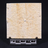 FLOATING CRINOID FOSSIL SACCOCOMA PECTINATA, Jurassic, Germany XFC007