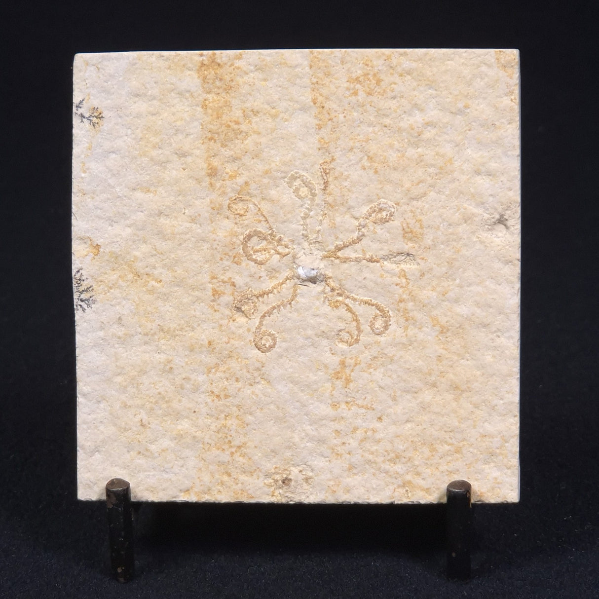 FLOATING CRINOID FOSSIL SACCOCOMA PECTINATA, Jurassic, Germany XFC007