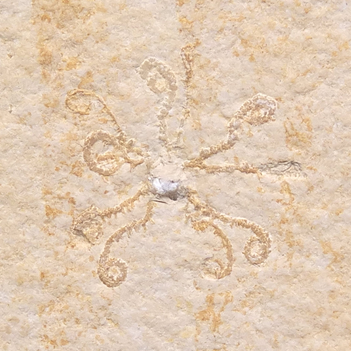 FLOATING CRINOID FOSSIL SACCOCOMA PECTINATA, Jurassic, Germany XFC007