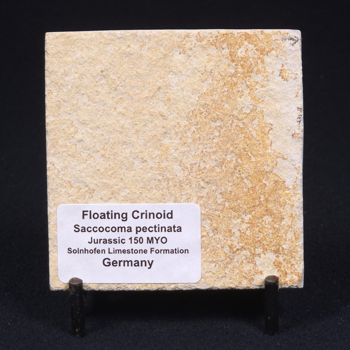 FLOATING CRINOID FOSSIL SACCOCOMA PECTINATA, Jurassic, Germany XFC007