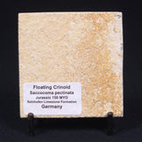 FLOATING CRINOID FOSSIL SACCOCOMA PECTINATA, Jurassic, Germany XFC007