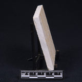 FLOATING CRINOID FOSSIL SACCOCOMA PECTINATA, Jurassic, Germany XFC007