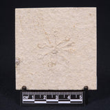 FLOATING CRINOID FOSSIL SACCOCOMA PECTINATA, Jurassic, Germany XFC008