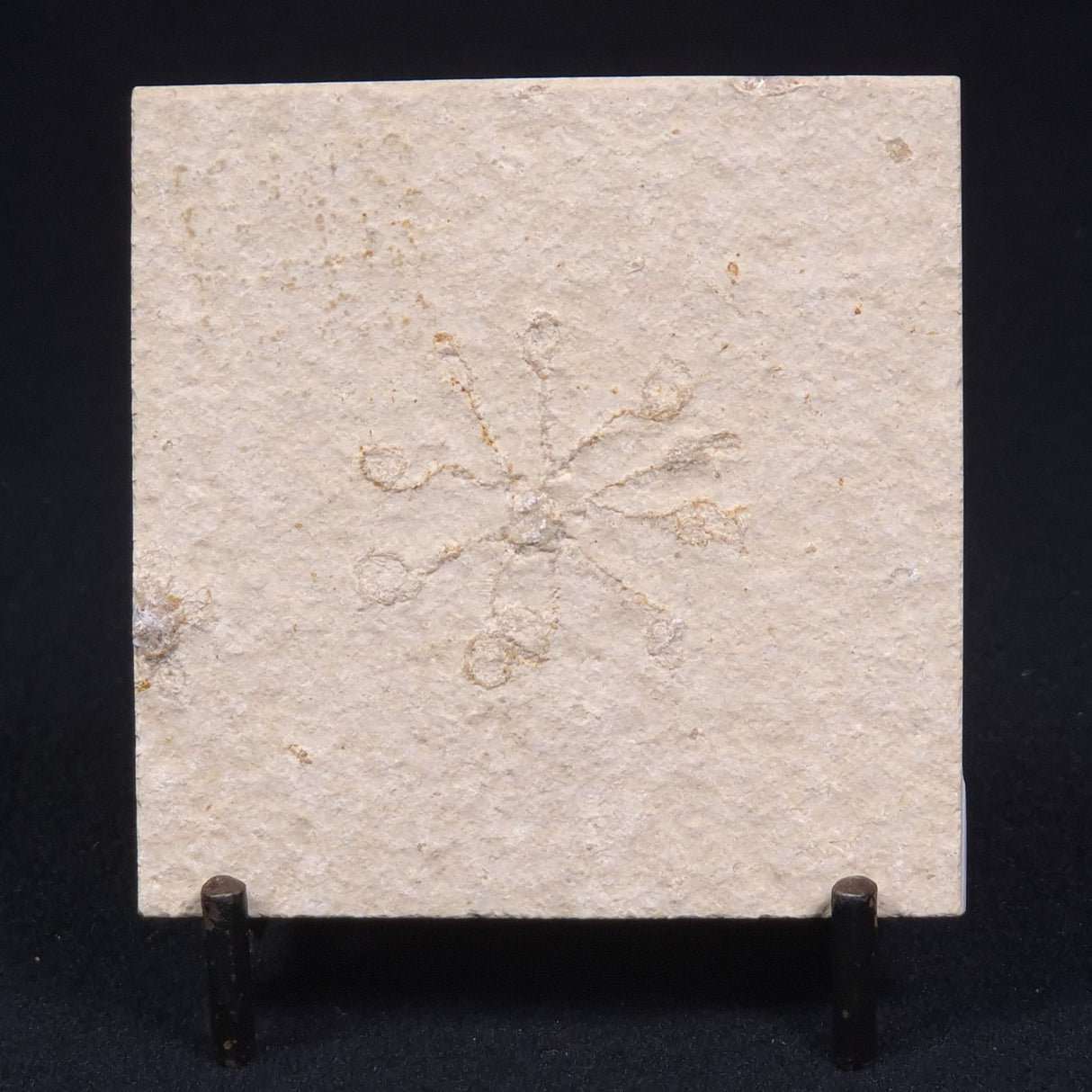 FLOATING CRINOID FOSSIL SACCOCOMA PECTINATA, Jurassic, Germany XFC008