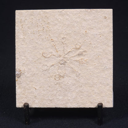 FLOATING CRINOID FOSSIL SACCOCOMA PECTINATA, Jurassic, Germany XFC008