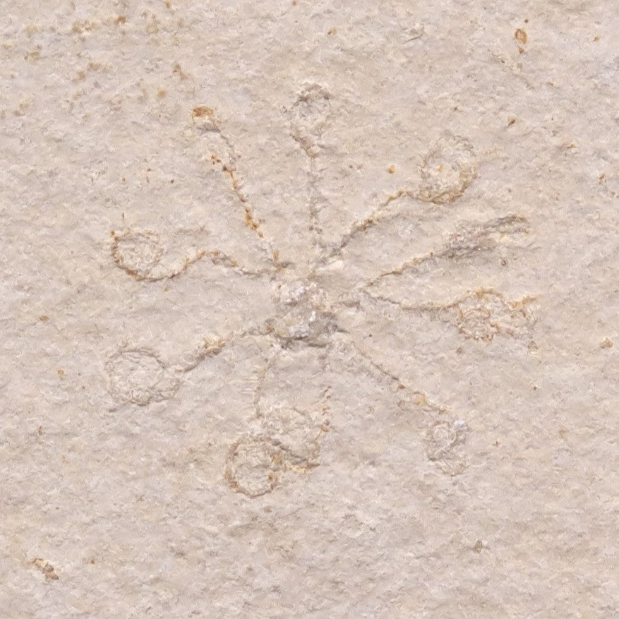FLOATING CRINOID FOSSIL SACCOCOMA PECTINATA, Jurassic, Germany XFC008