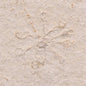 FLOATING CRINOID FOSSIL SACCOCOMA PECTINATA, Jurassic, Germany XFC008