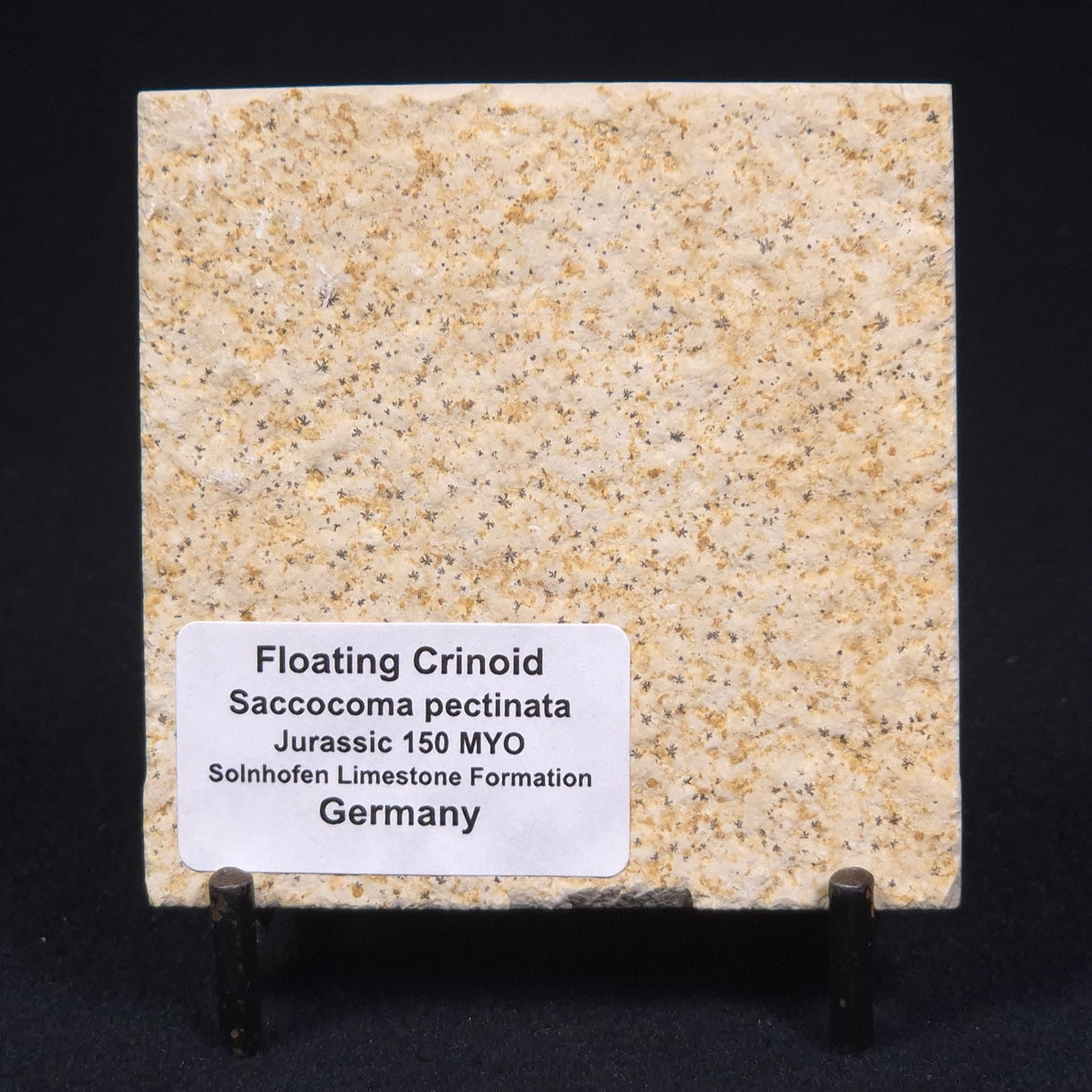 FLOATING CRINOID FOSSIL SACCOCOMA PECTINATA, Jurassic, Germany XFC008