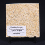 FLOATING CRINOID FOSSIL SACCOCOMA PECTINATA, Jurassic, Germany XFC008