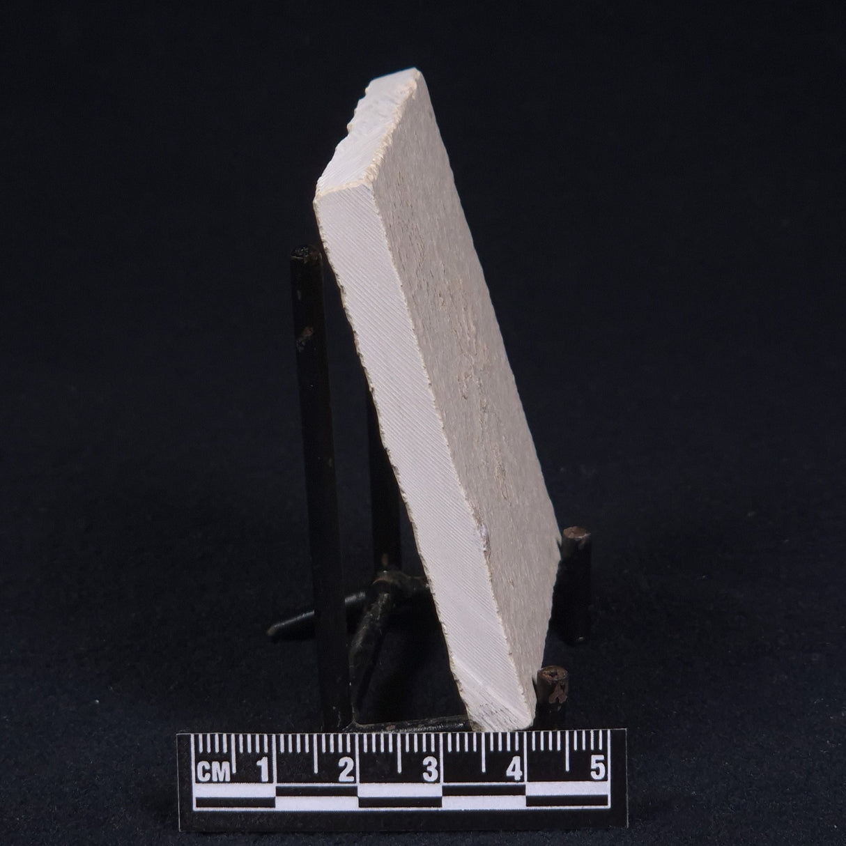 FLOATING CRINOID FOSSIL SACCOCOMA PECTINATA, Jurassic, Germany XFC008