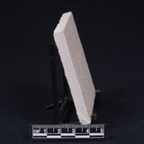 FLOATING CRINOID FOSSIL SACCOCOMA PECTINATA, Jurassic, Germany XFC008