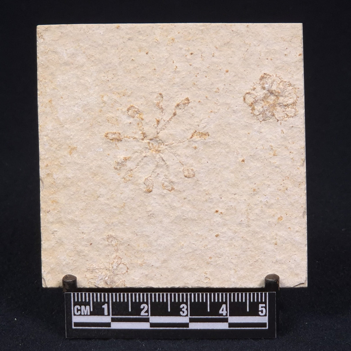 FLOATING CRINOID FOSSIL SACCOCOMA PECTINATA, Jurassic, Germany XFC009