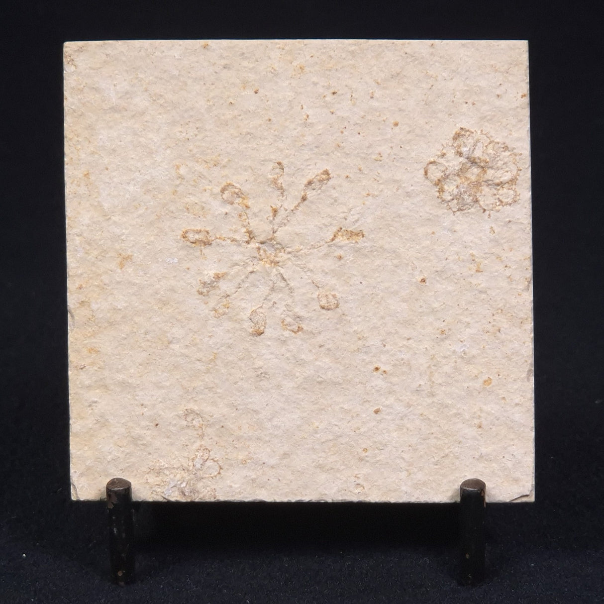 FLOATING CRINOID FOSSIL SACCOCOMA PECTINATA, Jurassic, Germany XFC009