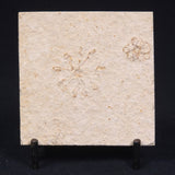 FLOATING CRINOID FOSSIL SACCOCOMA PECTINATA, Jurassic, Germany XFC009