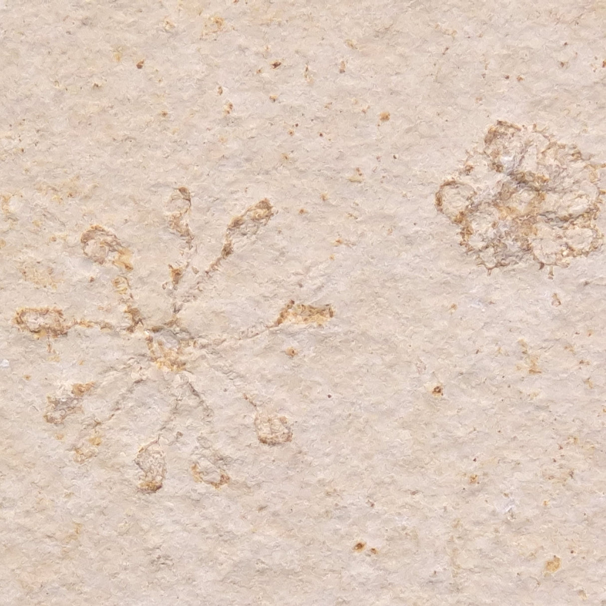 FLOATING CRINOID FOSSIL SACCOCOMA PECTINATA, Jurassic, Germany XFC009