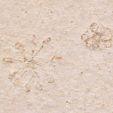 FLOATING CRINOID FOSSIL SACCOCOMA PECTINATA, Jurassic, Germany XFC009