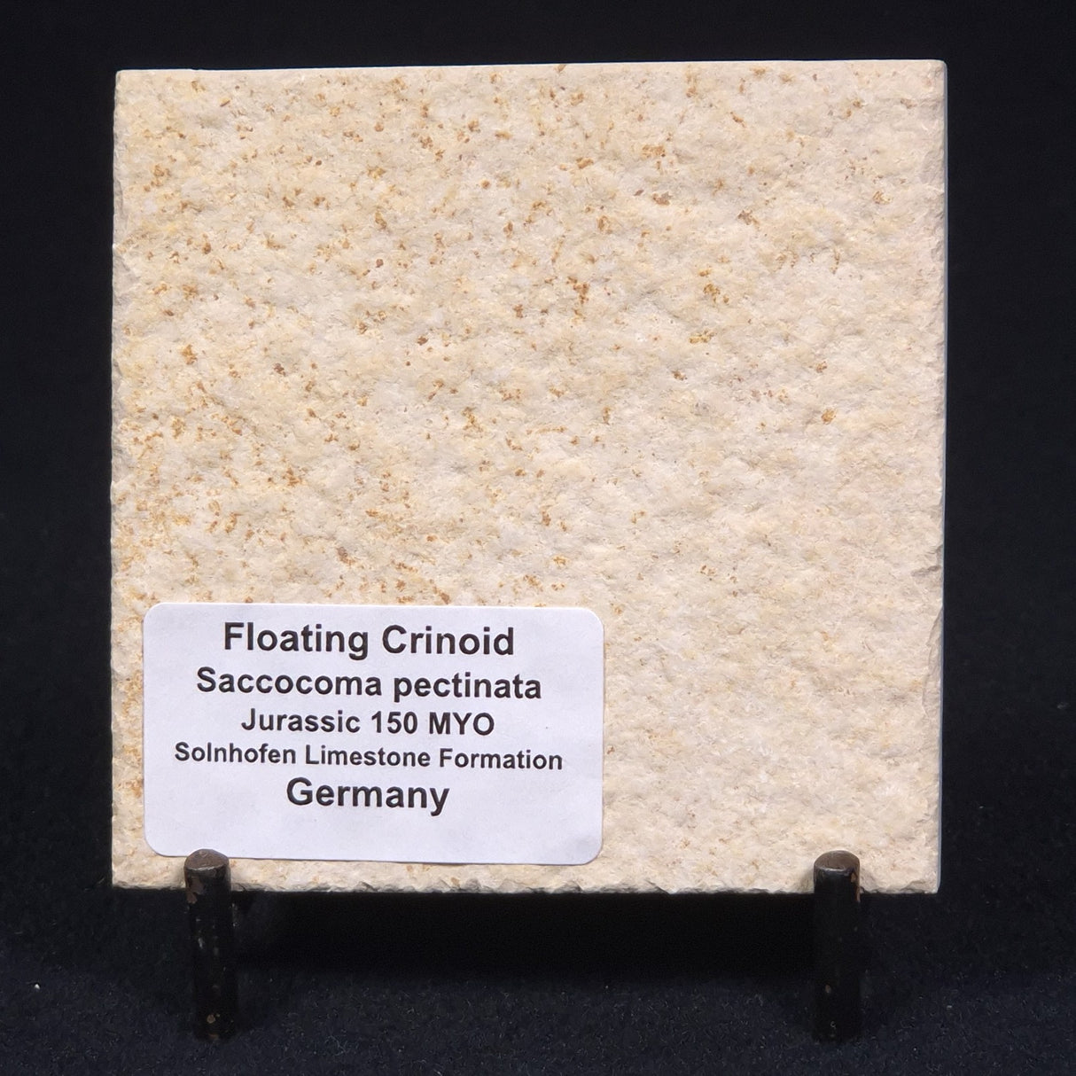 FLOATING CRINOID FOSSIL SACCOCOMA PECTINATA, Jurassic, Germany XFC009