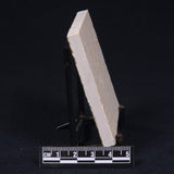 FLOATING CRINOID FOSSIL SACCOCOMA PECTINATA, Jurassic, Germany XFC009