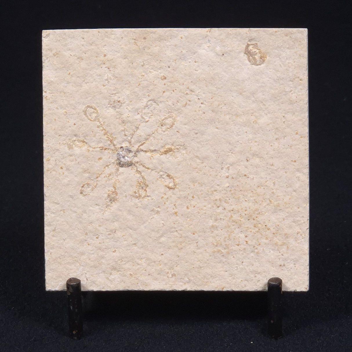 FLOATING CRINOID FOSSIL SACCOCOMA PECTINATA, Jurassic, Germany XFC010