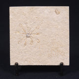 FLOATING CRINOID FOSSIL SACCOCOMA PECTINATA, Jurassic, Germany XFC010