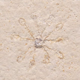 FLOATING CRINOID FOSSIL SACCOCOMA PECTINATA, Jurassic, Germany XFC010