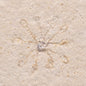 FLOATING CRINOID FOSSIL SACCOCOMA PECTINATA, Jurassic, Germany XFC010