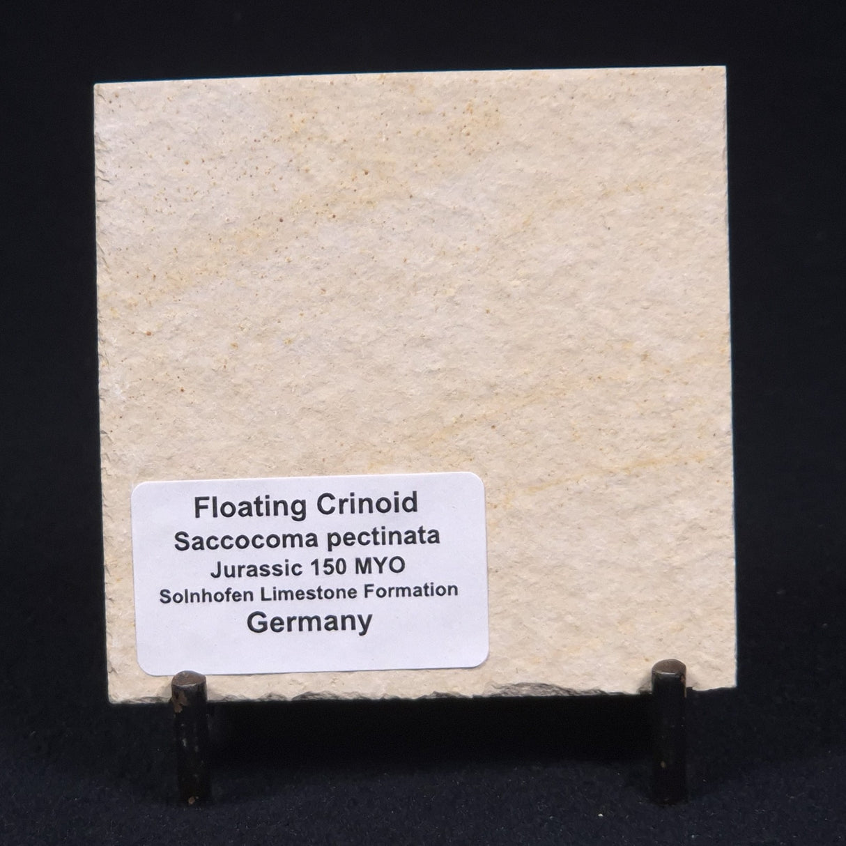 FLOATING CRINOID FOSSIL SACCOCOMA PECTINATA, Jurassic, Germany XFC010