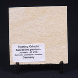 FLOATING CRINOID FOSSIL SACCOCOMA PECTINATA, Jurassic, Germany XFC010