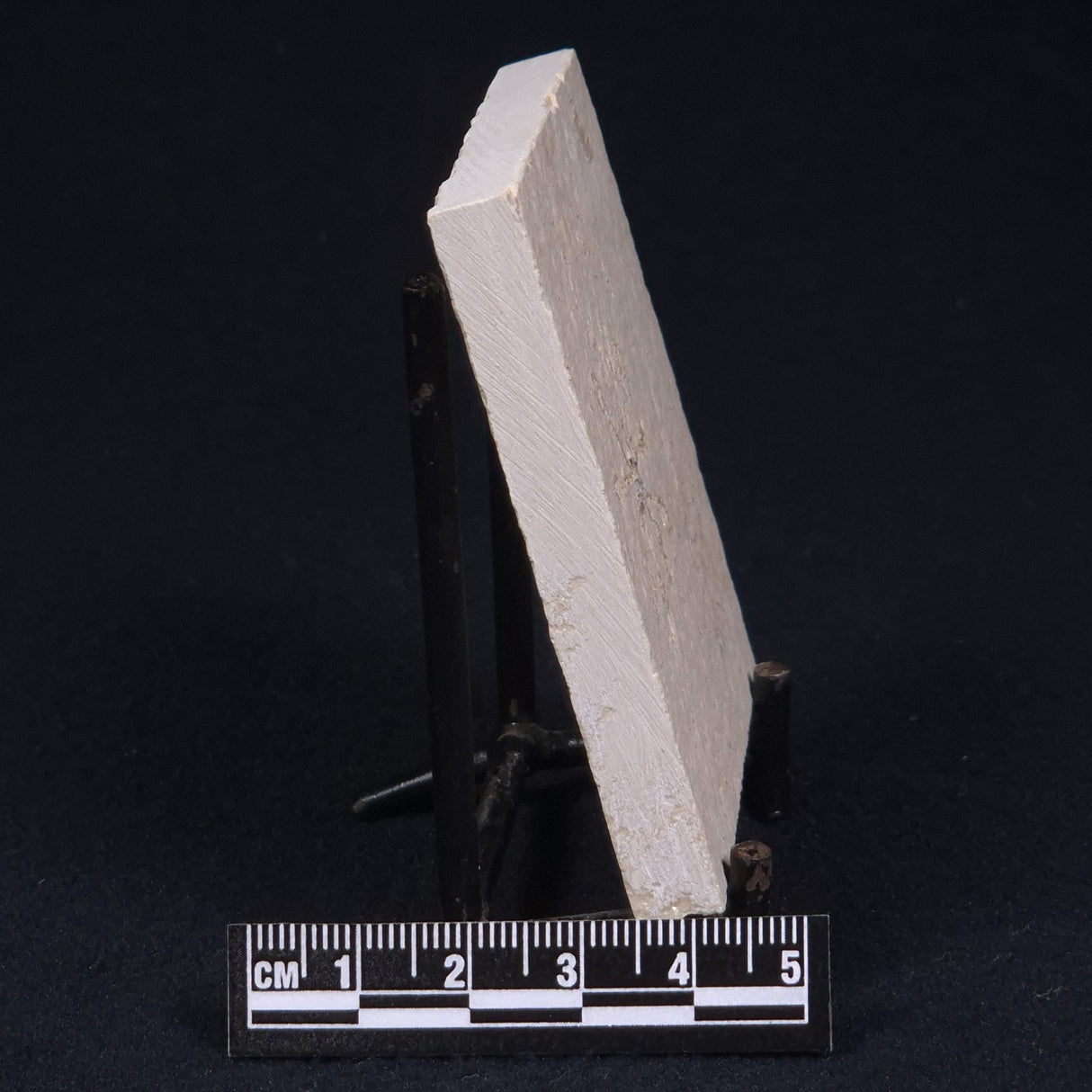 FLOATING CRINOID FOSSIL SACCOCOMA PECTINATA, Jurassic, Germany XFC010