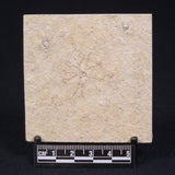 FLOATING CRINOID FOSSIL SACCOCOMA PECTINATA, Jurassic, Germany XFC011