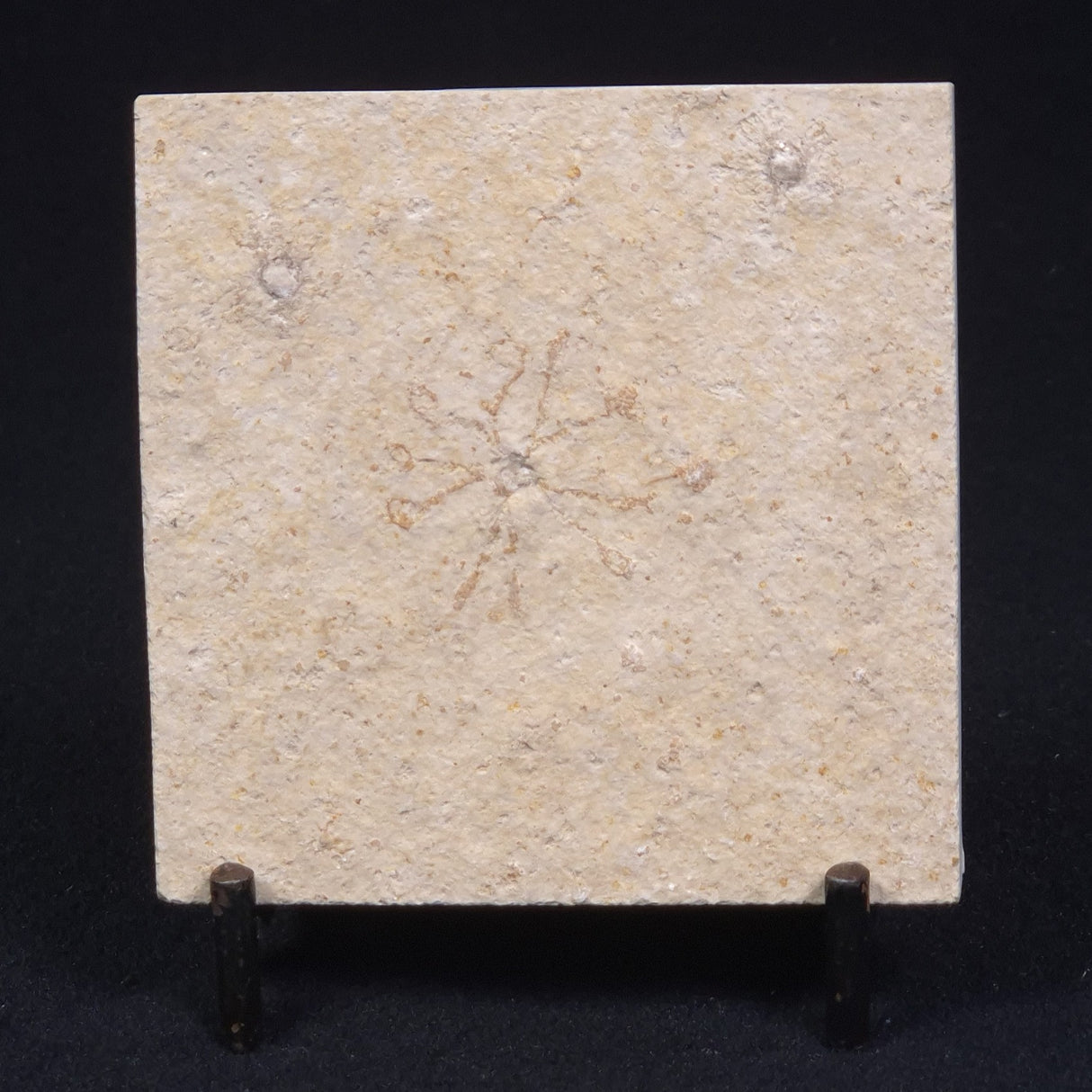 FLOATING CRINOID FOSSIL SACCOCOMA PECTINATA, Jurassic, Germany XFC011